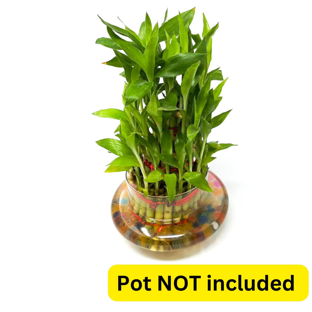Three Layer Bamboo Good Luck Terrarium