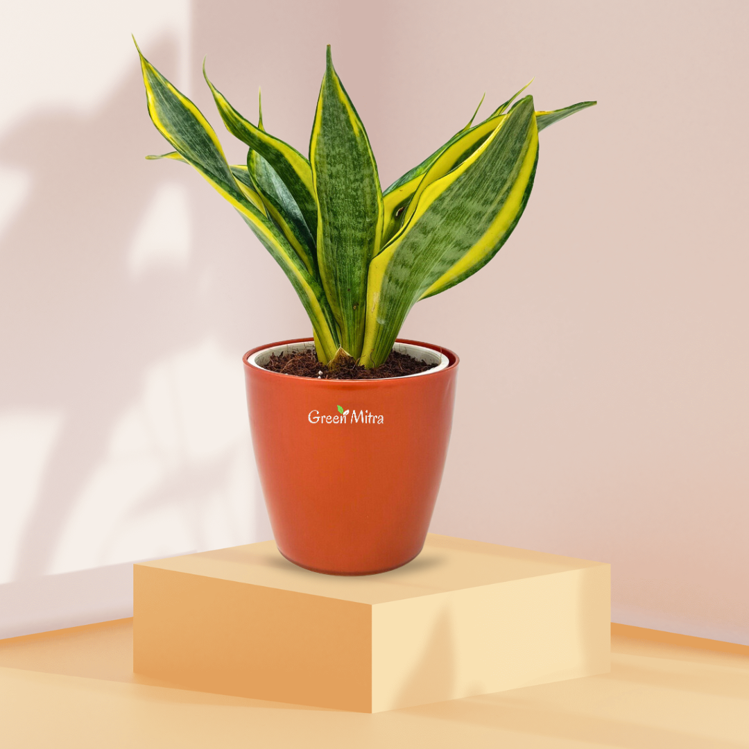 Sansevieria Highcolour