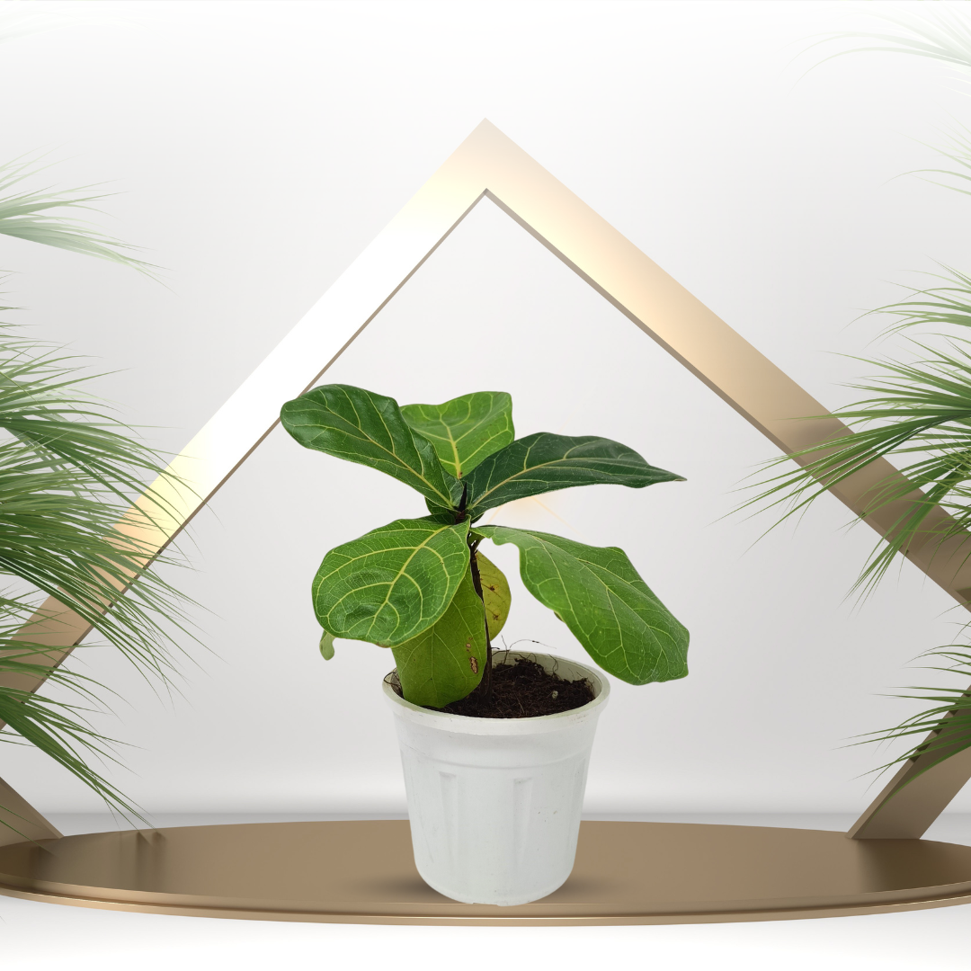 Ficus Larata Plant