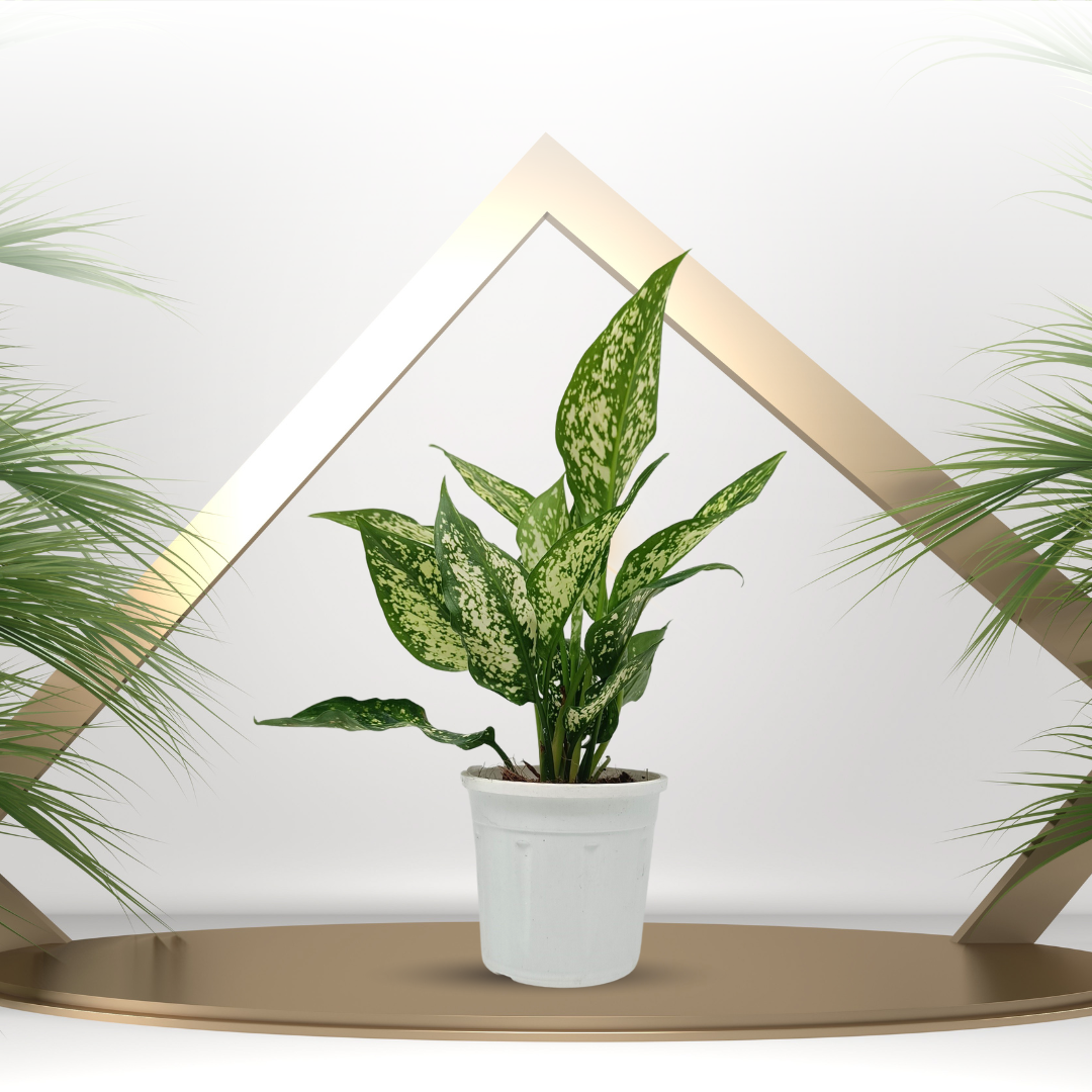 Aglaonema Snow White