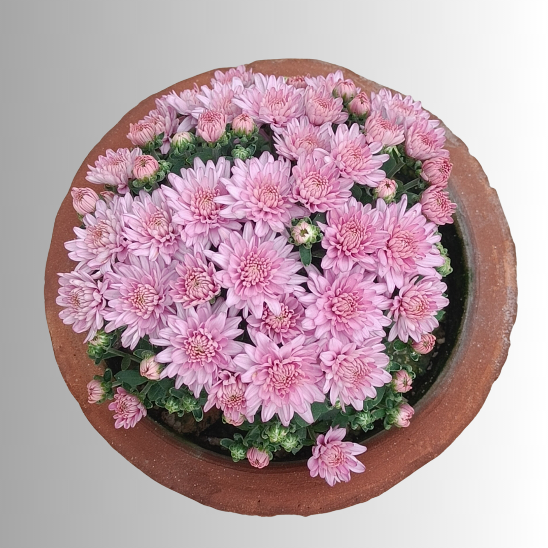 Guldawari in 6' clay pot