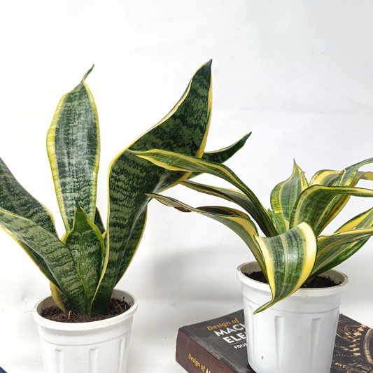 Snake plant (Set of 2)- Sansevieria Highcolour + Sansevieria Single golden