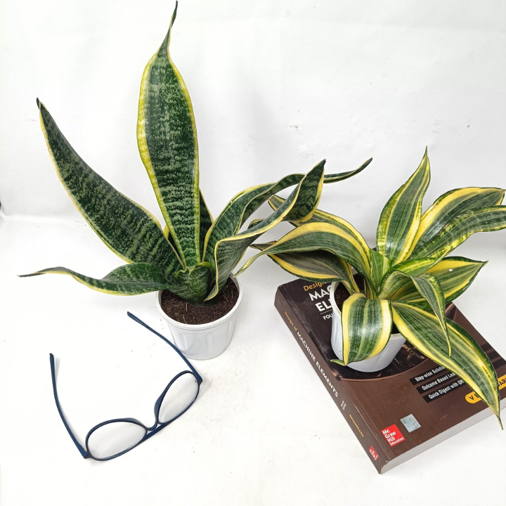 स्नेक प्लांट (2 का सेट) - संसेविया हाईकलर + संसेविया सिंगल गोल्डन