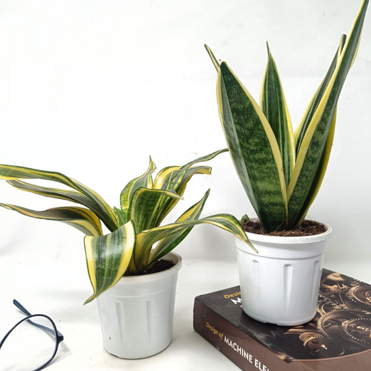 Snake plant combo (set of 2)- Sansevieria Highcolour + Sansevieria golden flame