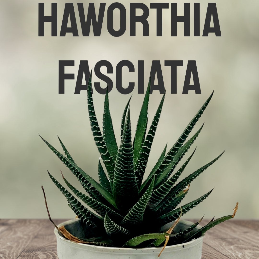 Haworthia fasciata