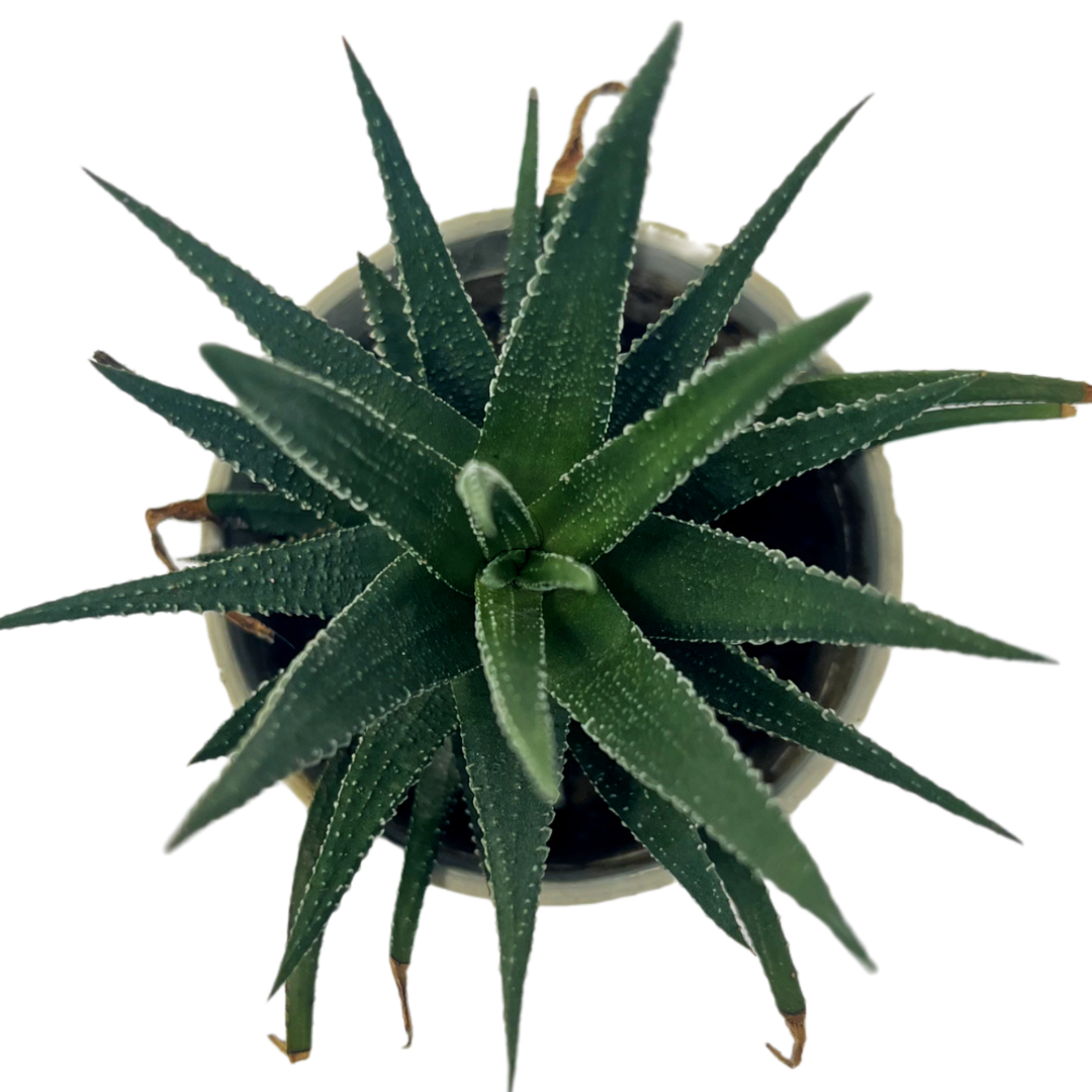 Haworthia fasciata