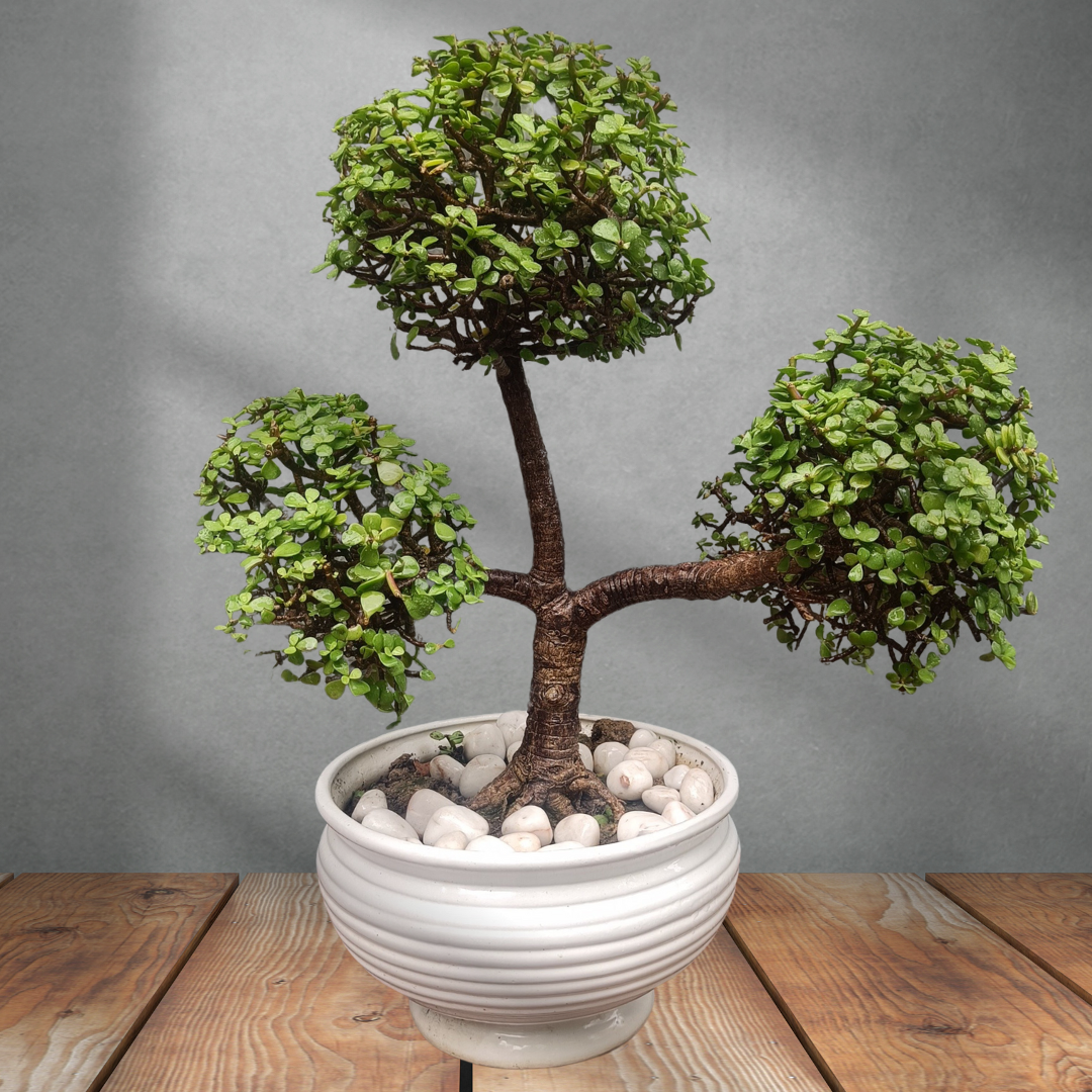 Jade Bonsai