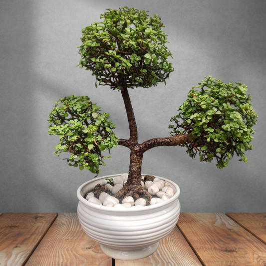 जेड बोनसाई