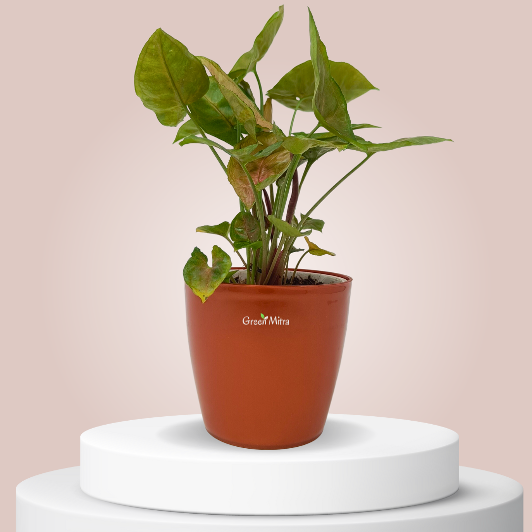 Syngonium Bronze is rare and sought after for its unique, bronze-toned foliage. With its eye-catching hue, it adds a dramatic, sophisticated look to any space. The vibrant foliage and lush texture of Syngonium Neon bring a touch of elegance and style to any interior.
