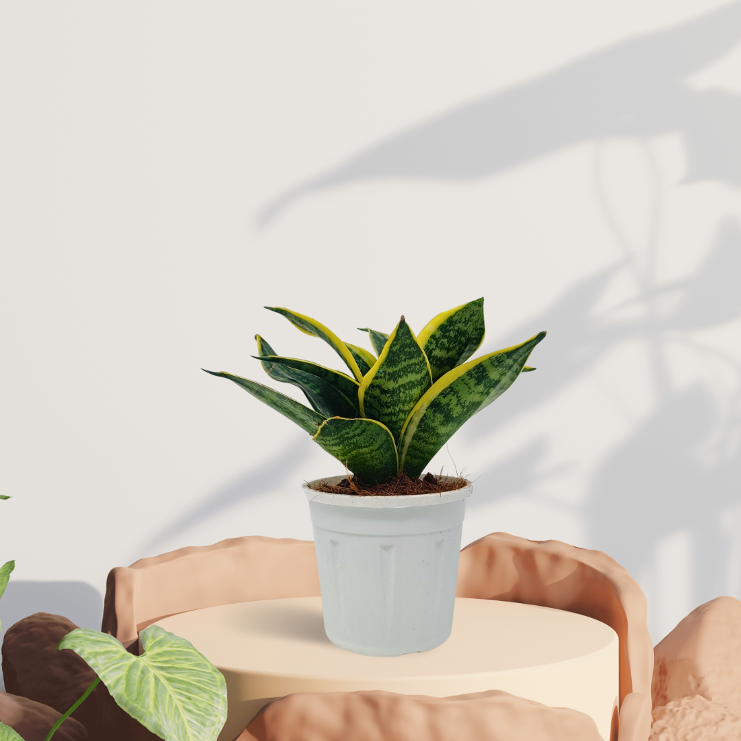 Golden- Sansevieria Dwarf