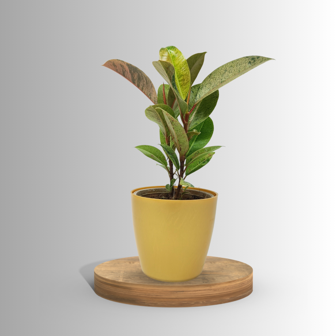 Rubber Mix Lemon Plant