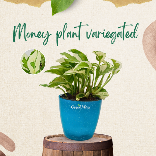 MoneyPlant Variegated offers the vibrant beauty of variegated color with the hardiness of its parent species, making it an ideal choice for both indoor and outdoor gardens.is a plant that is a variety of Money plants.