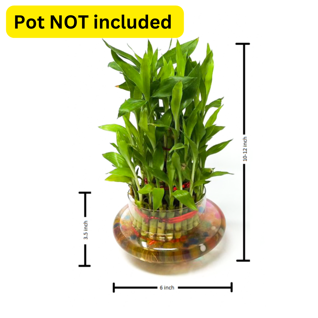 Three Layer Bamboo Good Luck Terrarium