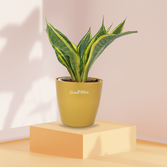 Sansevieria Highcolour