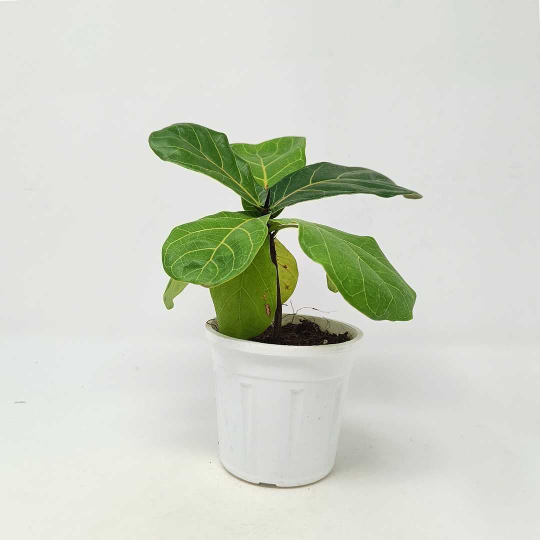 Ficus Larata Plant