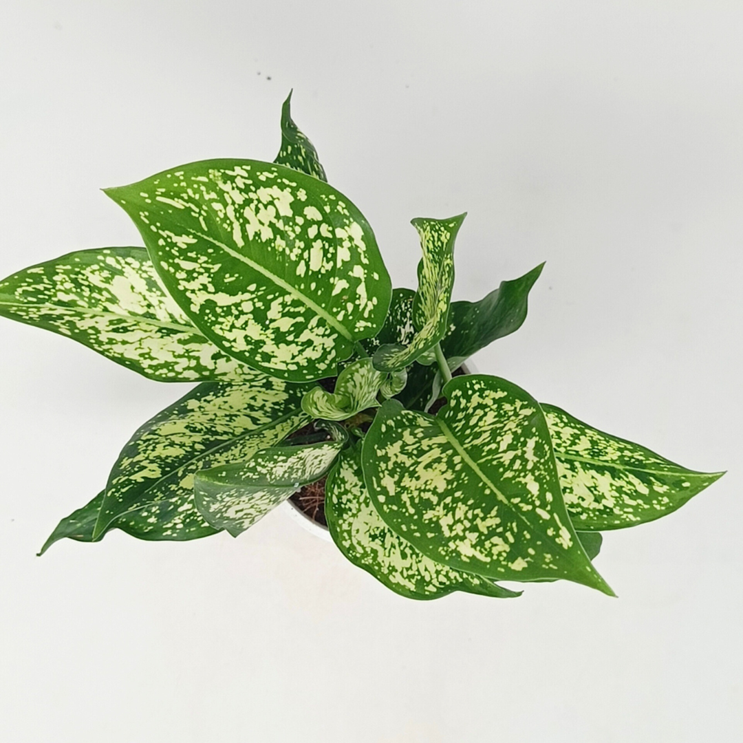 Aglaonema Snow White