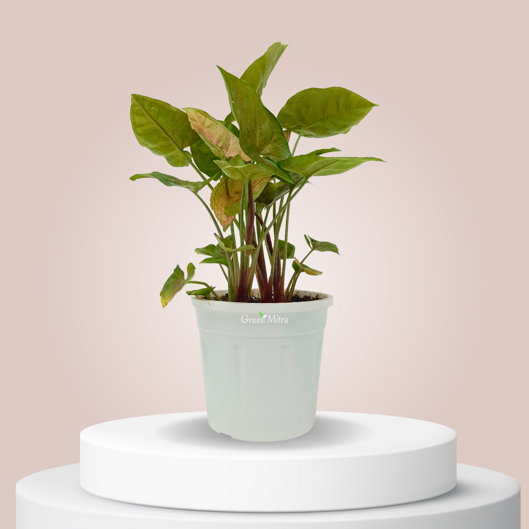 Syngonium Bronze is rare and sought after for its unique, bronze-toned foliage. With its eye-catching hue, it adds a dramatic, sophisticated look to any space. The vibrant foliage and lush texture of Syngonium Neon bring a touch of elegance and style to any interior.