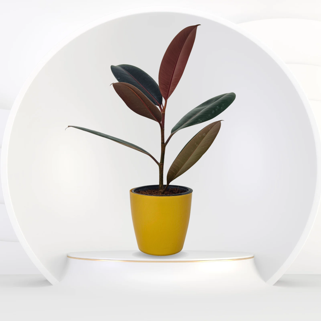 Rubber Plant