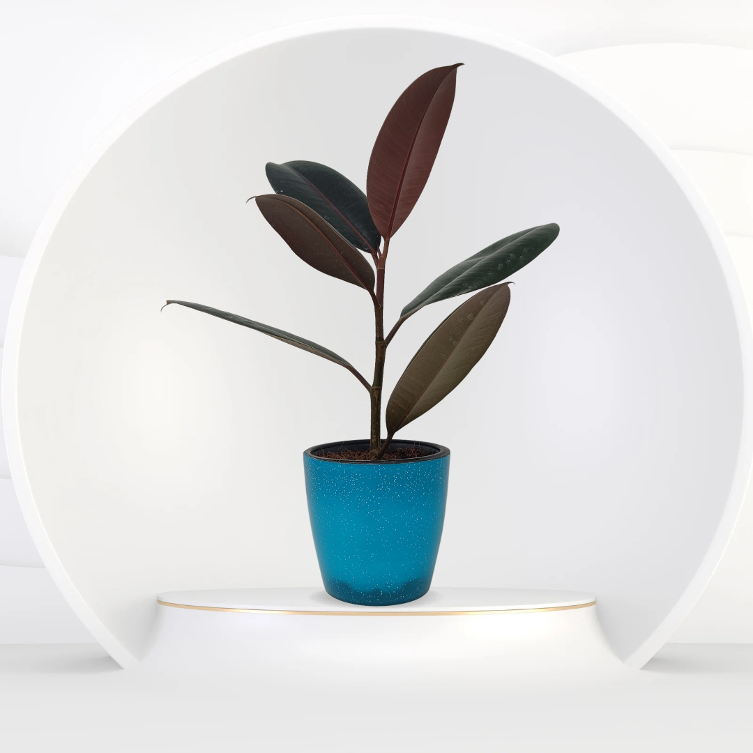 Rubber Plant