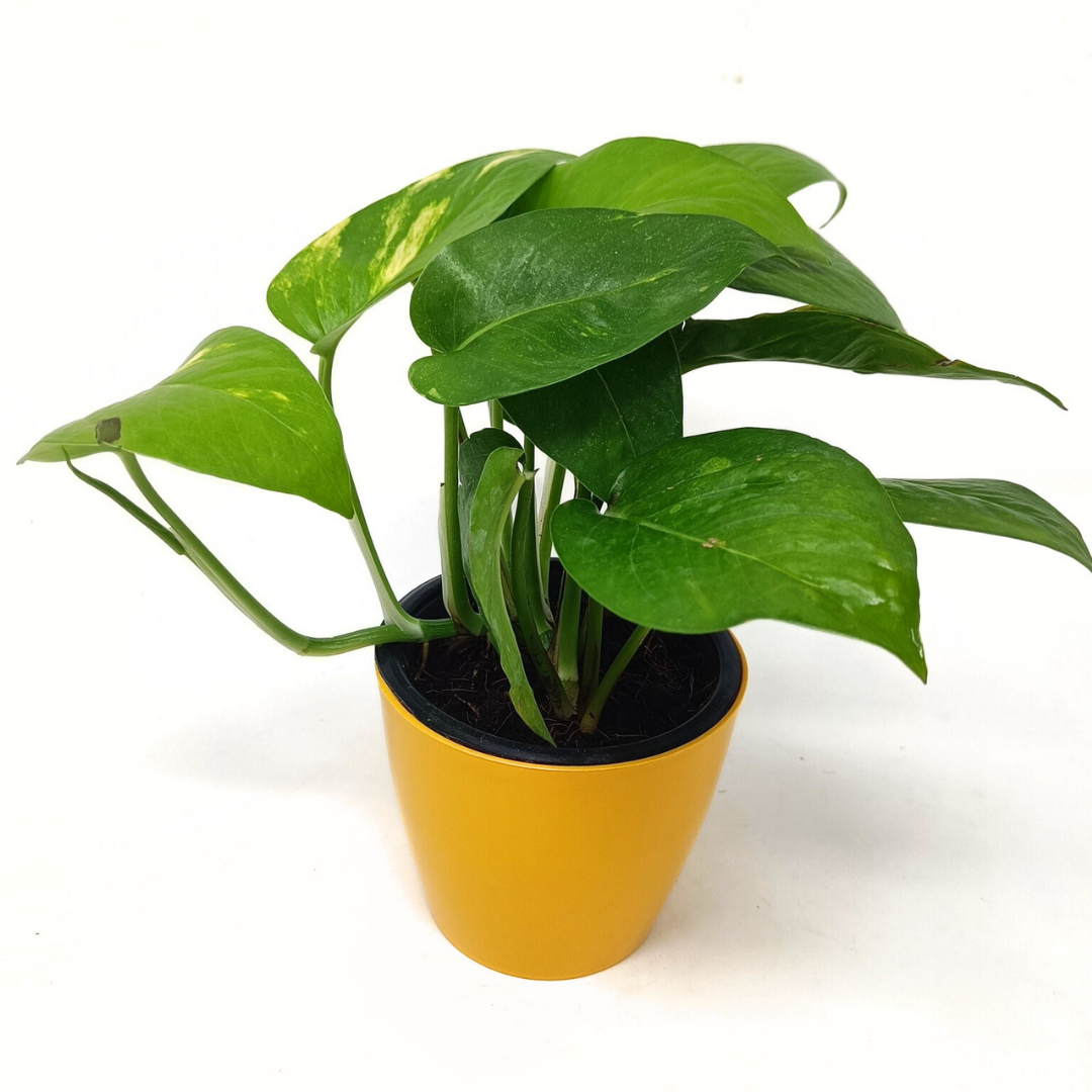 Green Money Plant