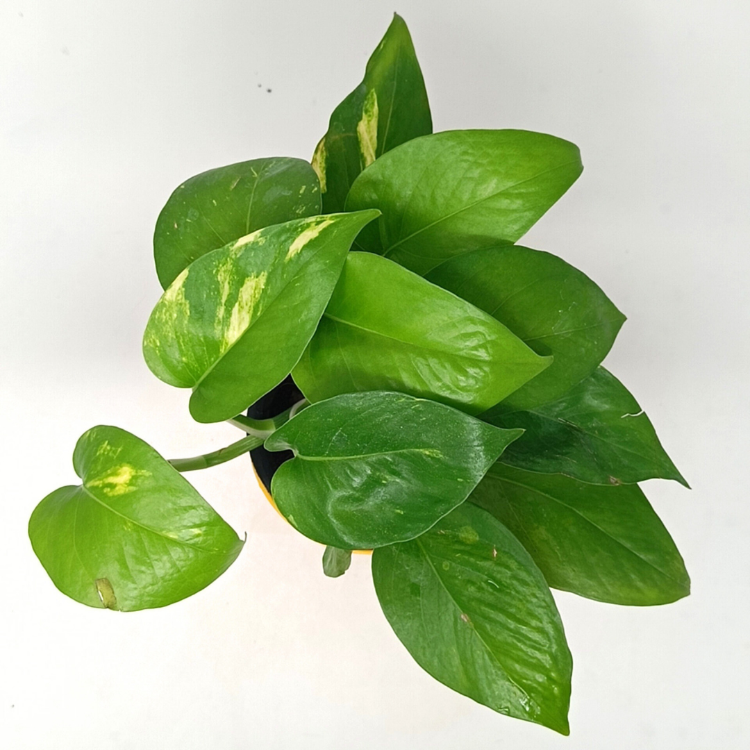 Green Money Plant
