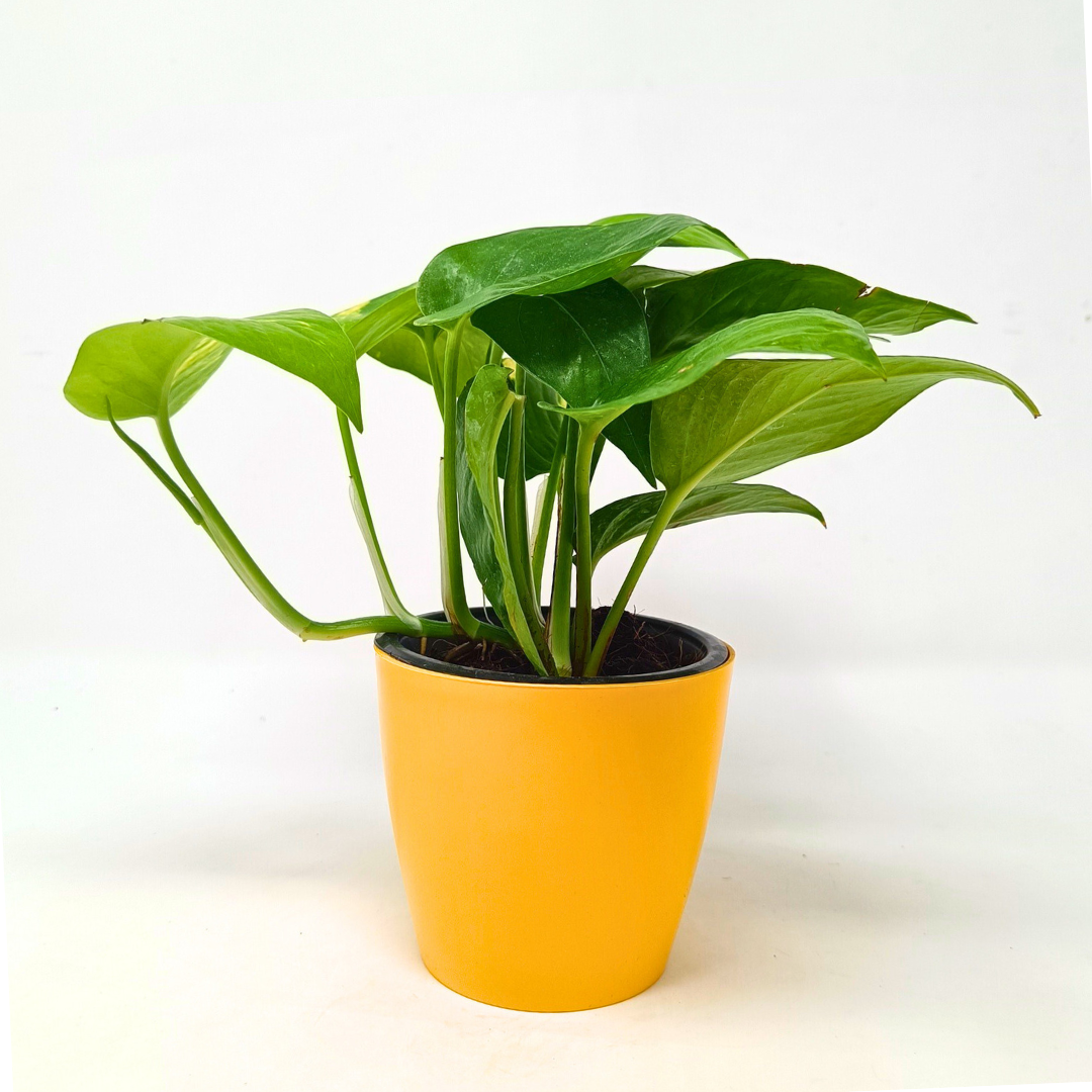 Green Money Plant