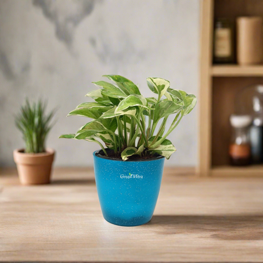 Aglaonema pink + Money plant variegated