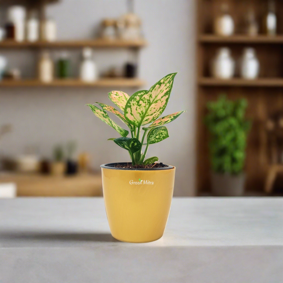 Aglaonema pink + Money plant variegated