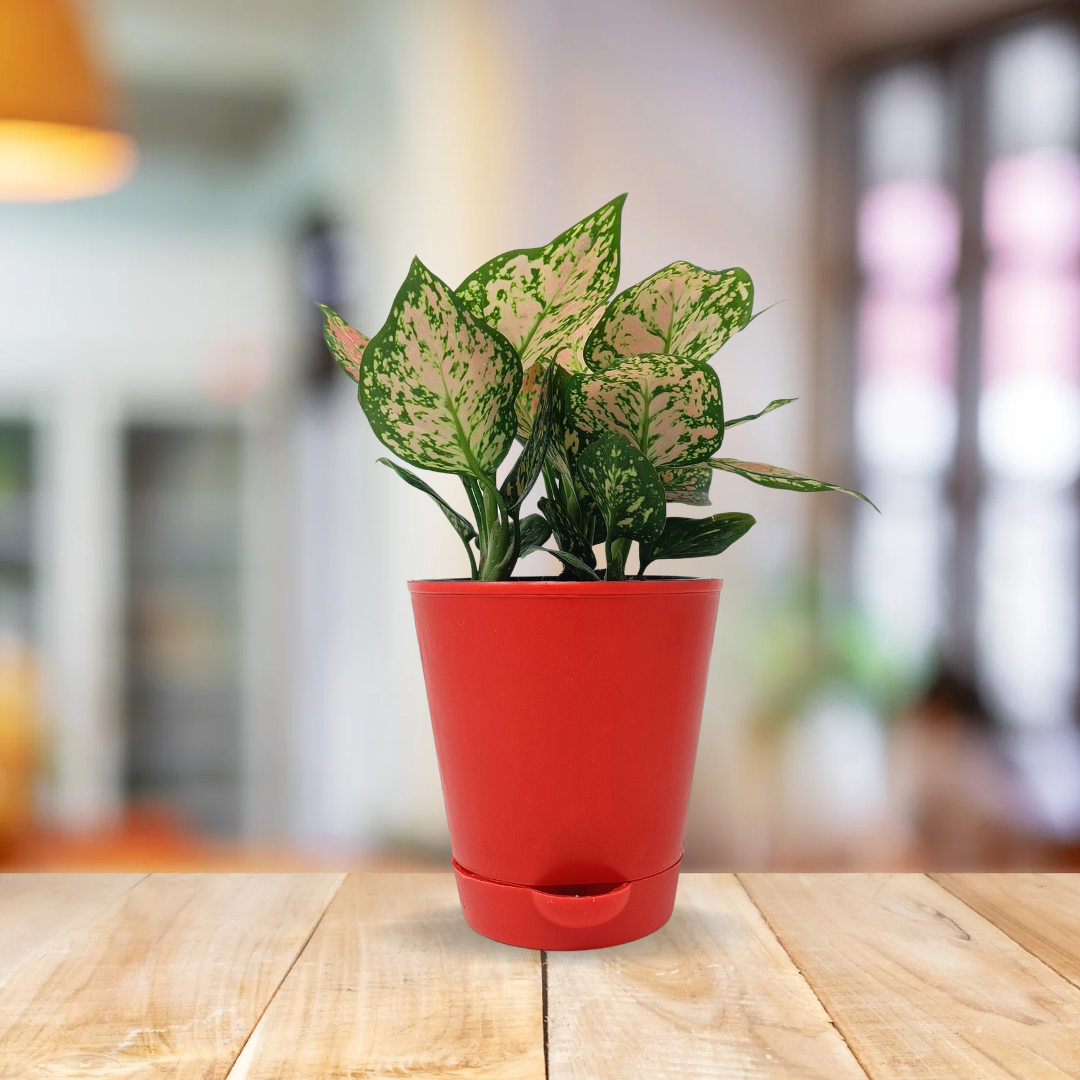 Aglaonema Pink (Medium)