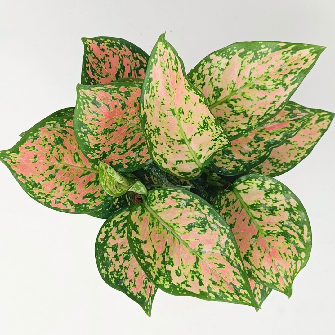Aglaonema Pink (Medium)