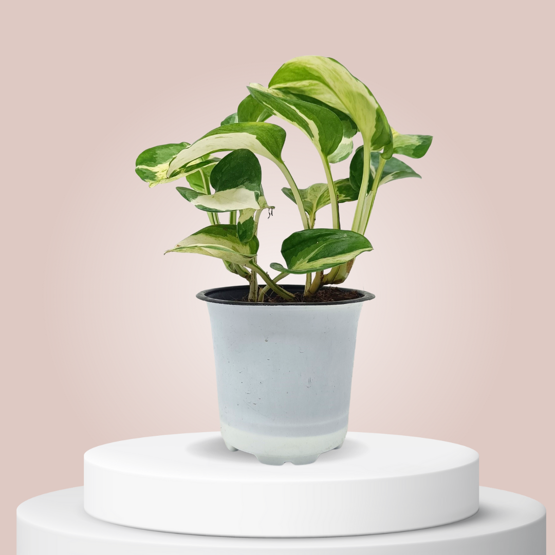 Marvel Money Plant