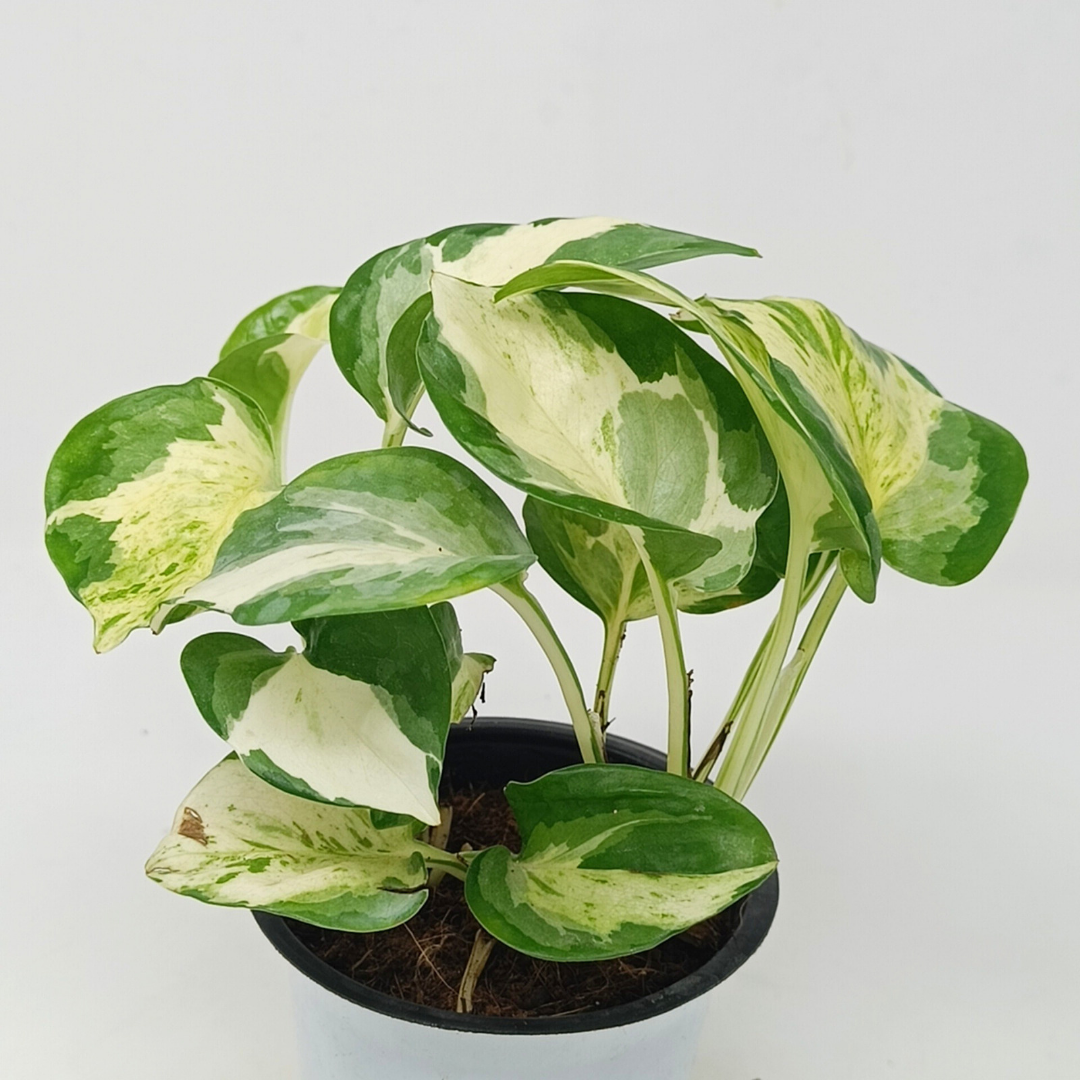 Marvel Money Plant
