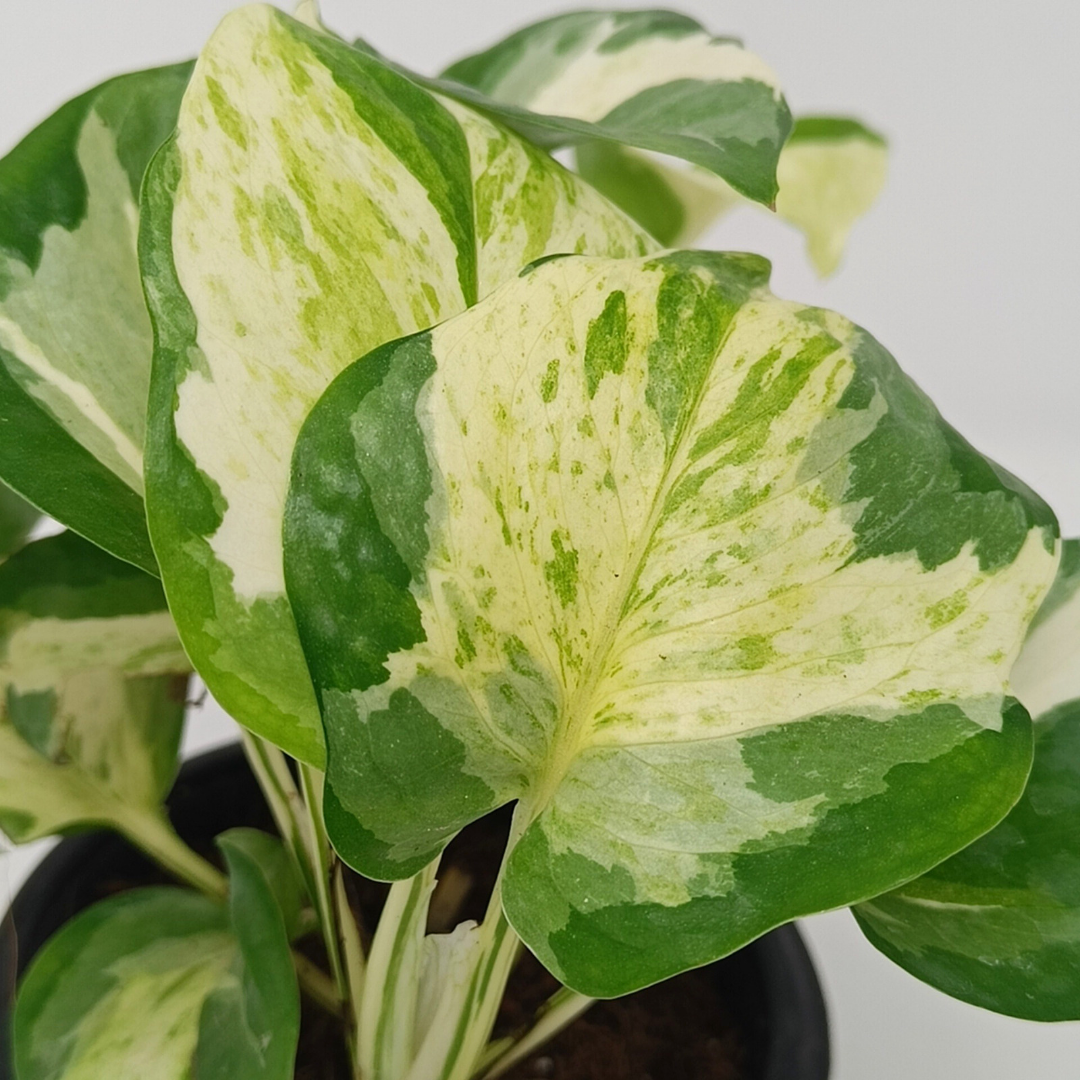 Marvel Money Plant