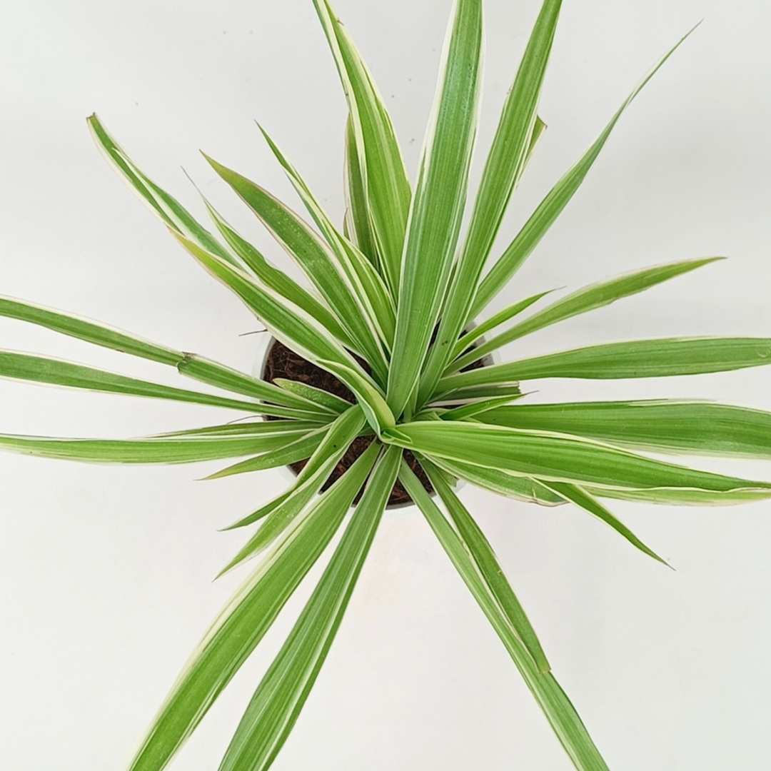 Chlorophytum variegated