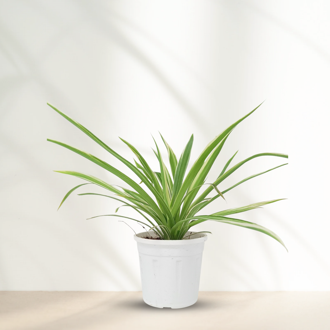 Chlorophytum variegated