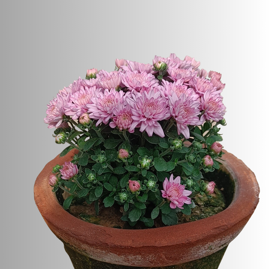 Guldawari in 6' clay pot