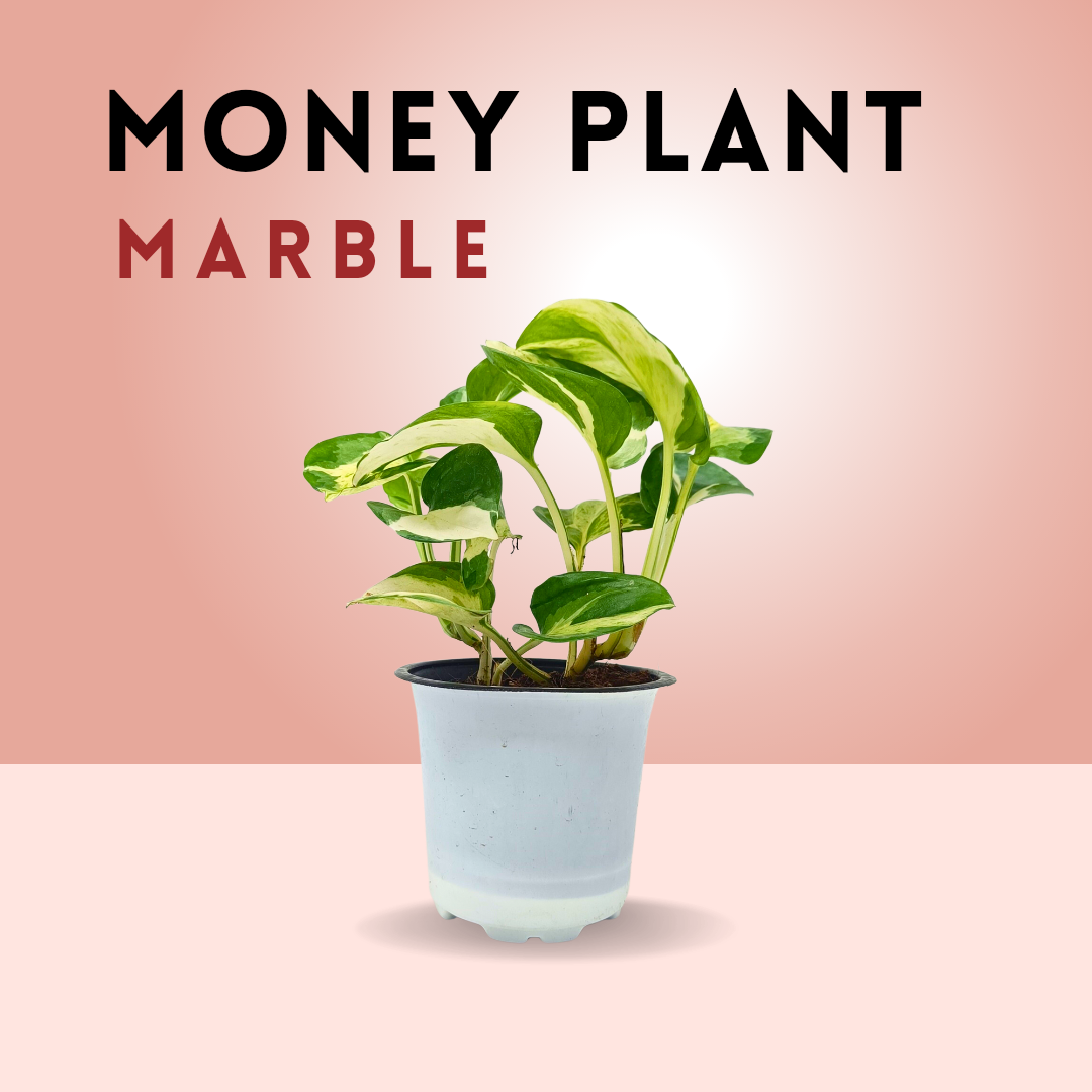 Money plant combo (set of 2)