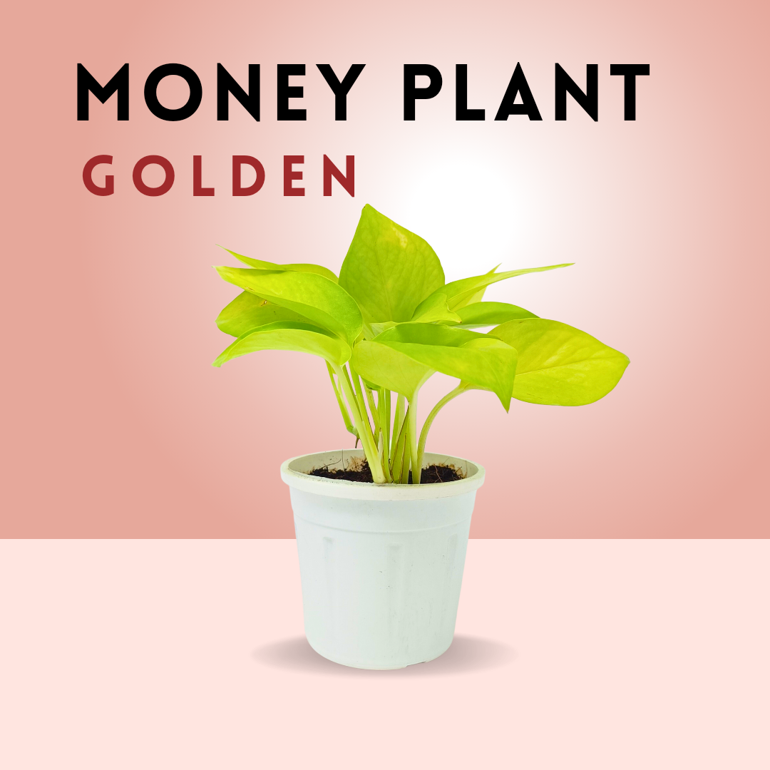 Money plant combo (set of 2)