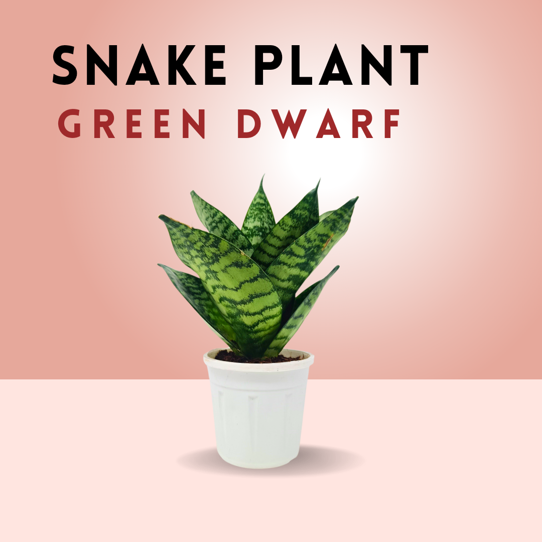 Snake plant combo (set of 2)