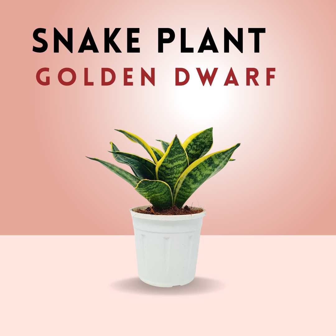 Snake plant combo (set of 2)