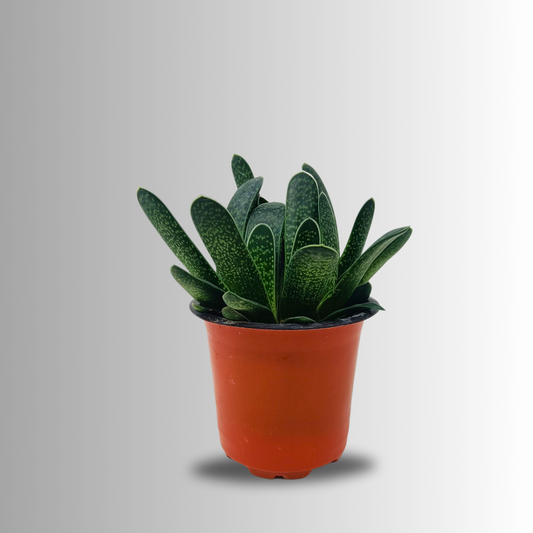 Haworthia Mix - Succulents