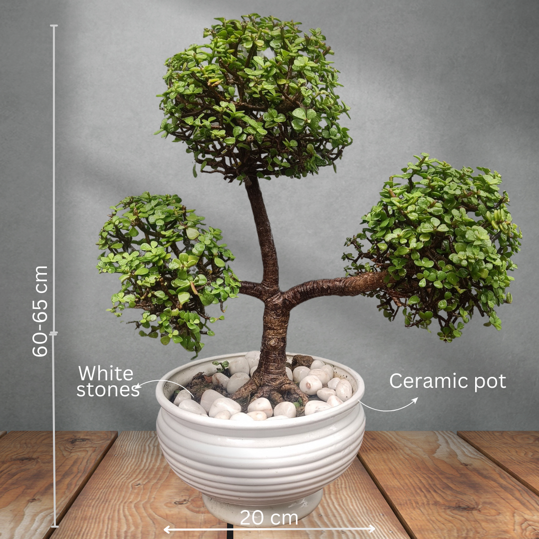 जेड बोनसाई