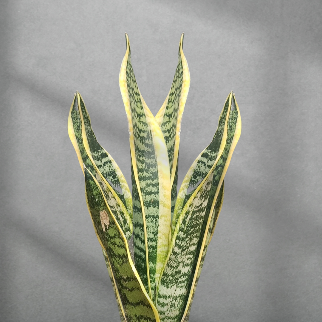 Dracaena trifasciata