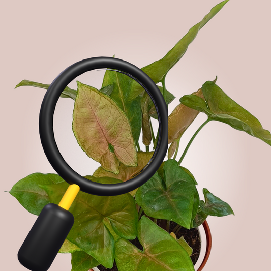 Syngonium Bronze is rare and sought after for its unique, bronze-toned foliage. With its eye-catching hue, it adds a dramatic, sophisticated look to any space. The vibrant foliage and lush texture of Syngonium Neon bring a touch of elegance and style to any interior.