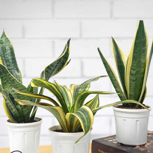 Snake plant (Set of 3) Sansevieria Highcolour and Sansevieria Single golden and Sansevieria Golden flame