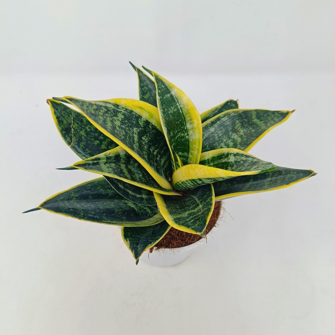 Golden- Sansevieria Dwarf
