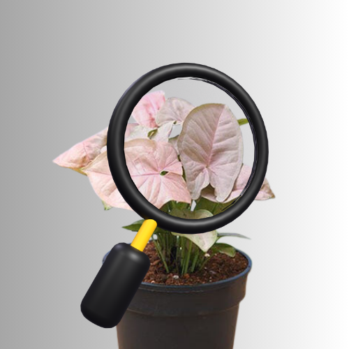 Red Syngonium
