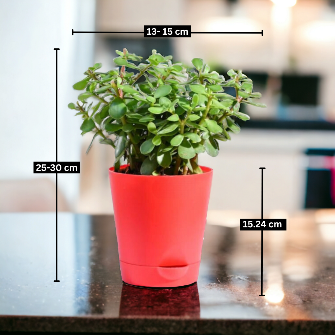 Air purifier combo (Medium)- Jade Plant and Snake Plant Golden Dwarf