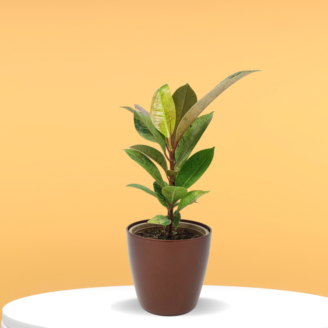 Rubber Mix Lemon Plant