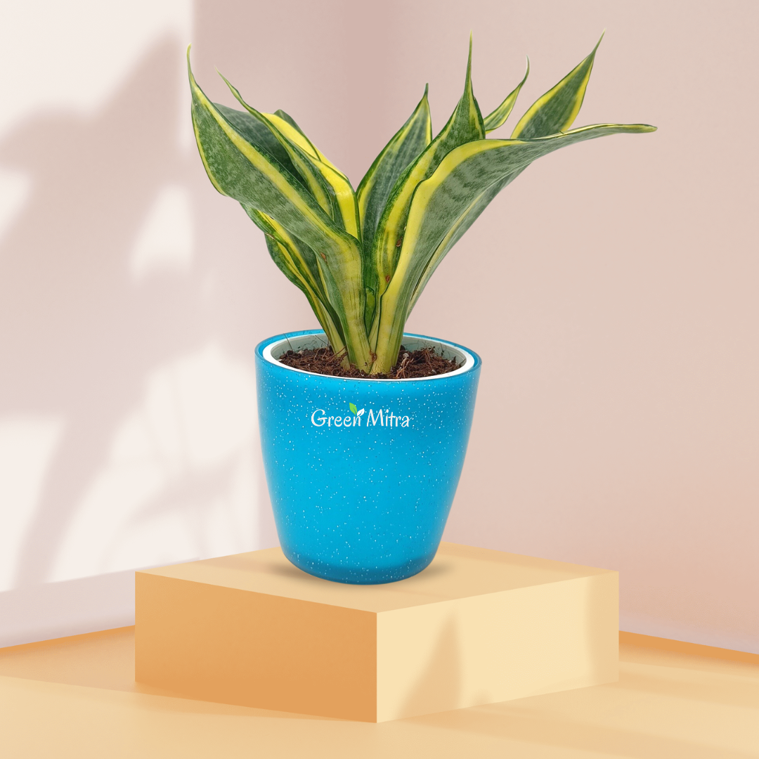 Sansevieria Highcolour